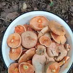 Swierkowy Zakatek U Bacy