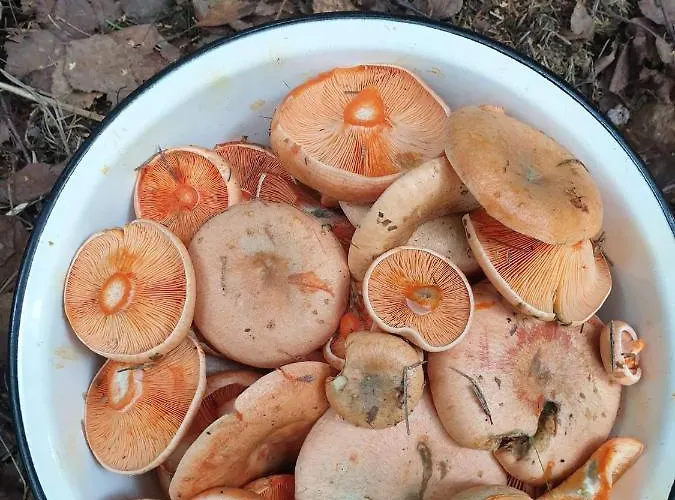 Swierkowy Zakatek U Bacy